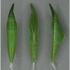 anth cardamines pupa5 volg